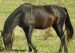 Achaltekinský kůň (2)