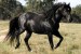 Australský honácký kůň  (1)