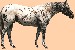 Coloradský rančerský kůň
